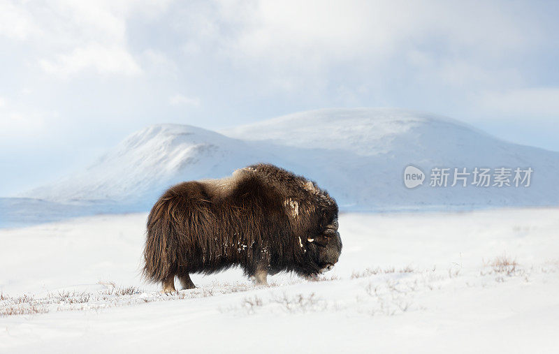 冬天在Dovrefjell山上的麝牛