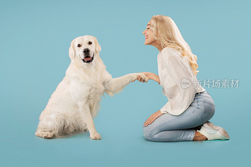 人与动物的联系概念。在蓝色背景的地板上，拉布拉多犬向它的女主人伸出爪子