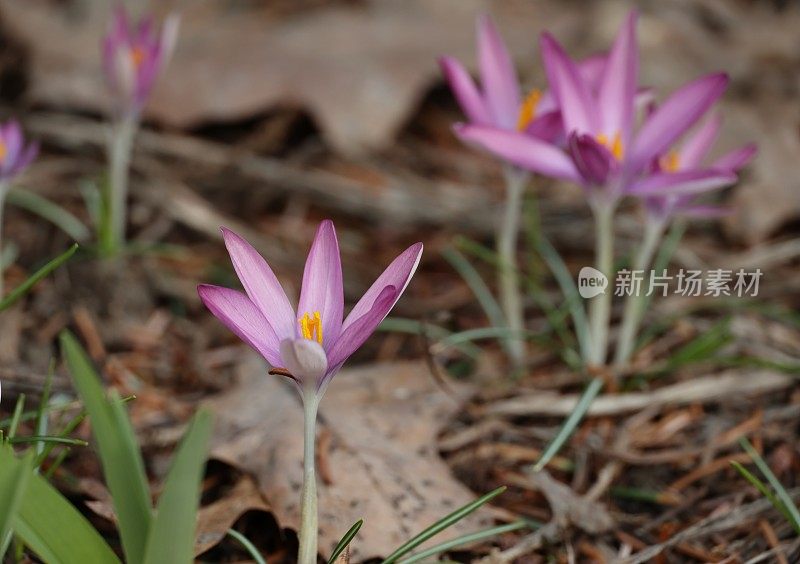 加拿大不列颠哥伦比亚省西南部的粉红色雪番红花