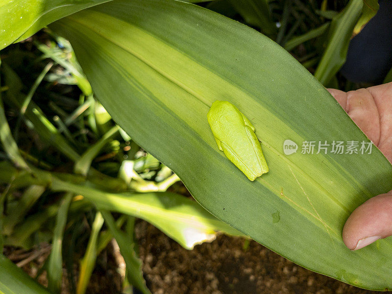 红眼树蛙在哥斯达黎加云雾森林的湿树叶上睡觉