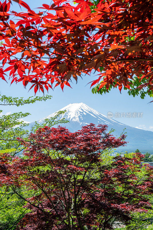 春天的富士山