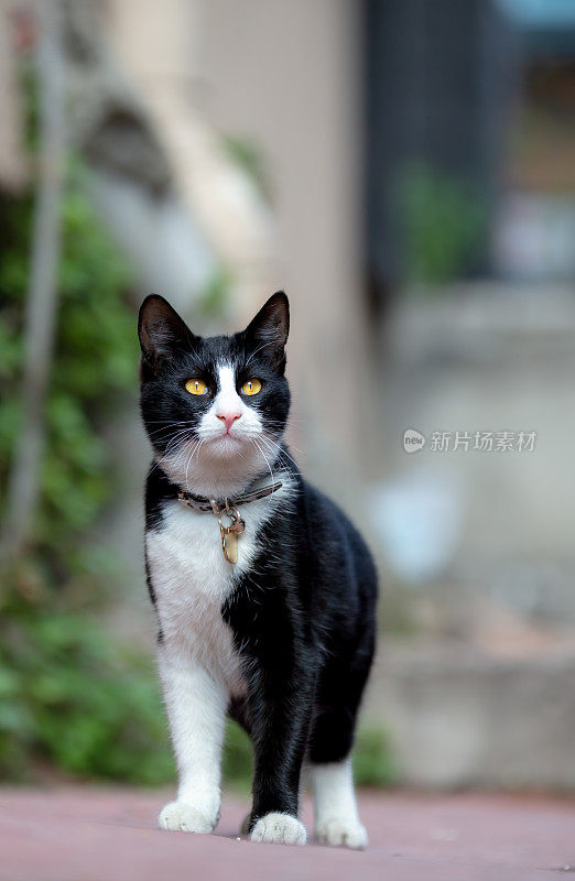 一只黑白相间的流浪猫正站在街道中间。