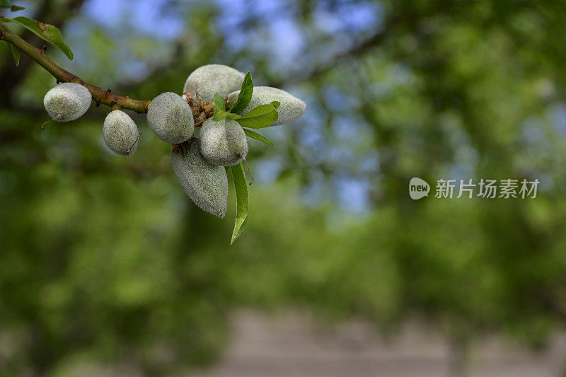 成熟杏仁仁的特写