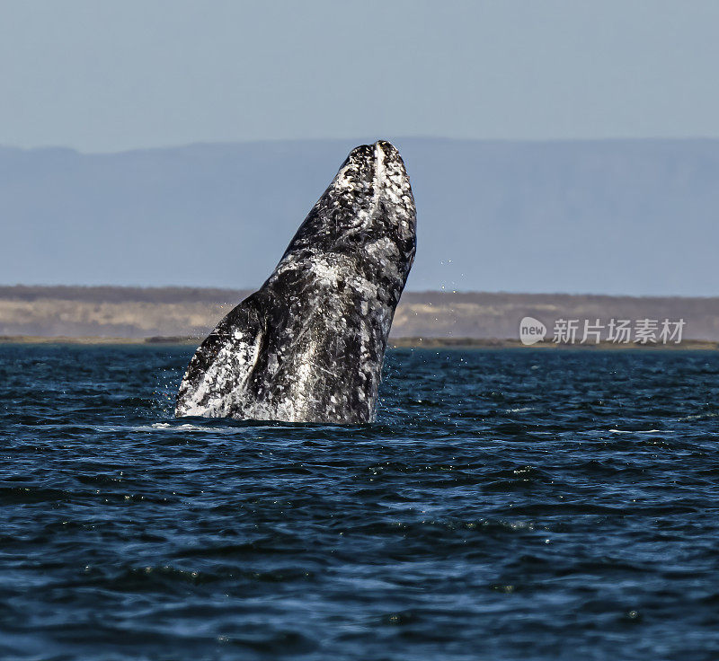 在圣伊格纳西奥泻湖，下加利福尼亚州南部，墨西哥突破灰鲸。