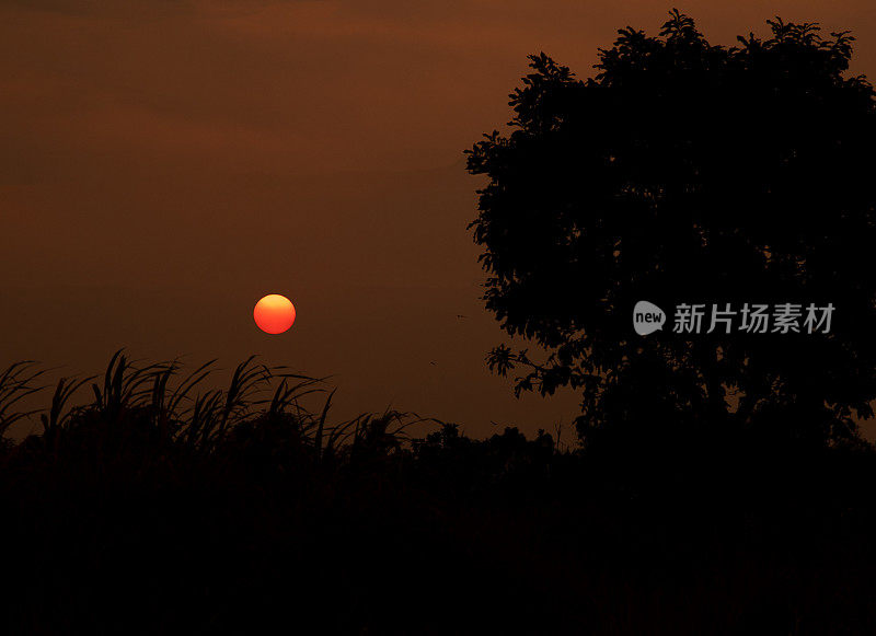 在龙安省的草地上，日落的剪影照片