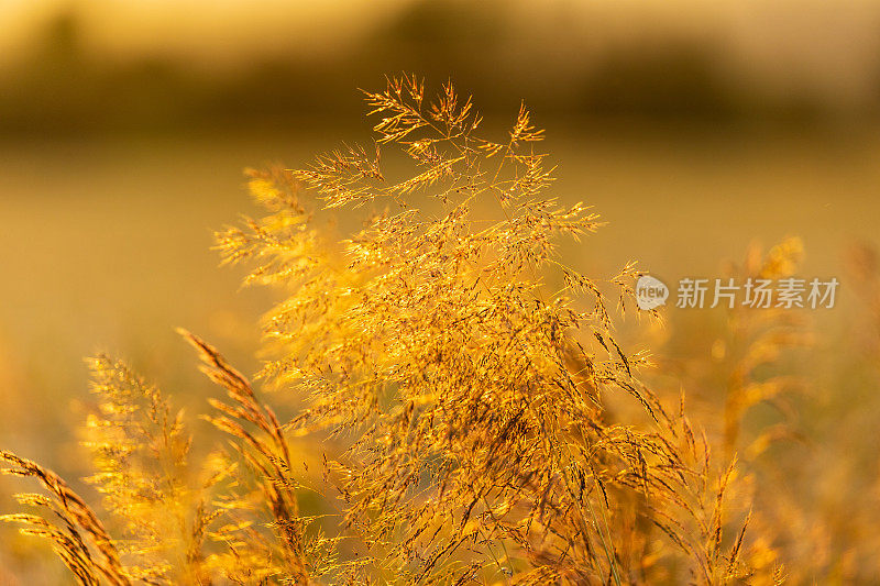 在夕阳的余晖中，金色的草叶