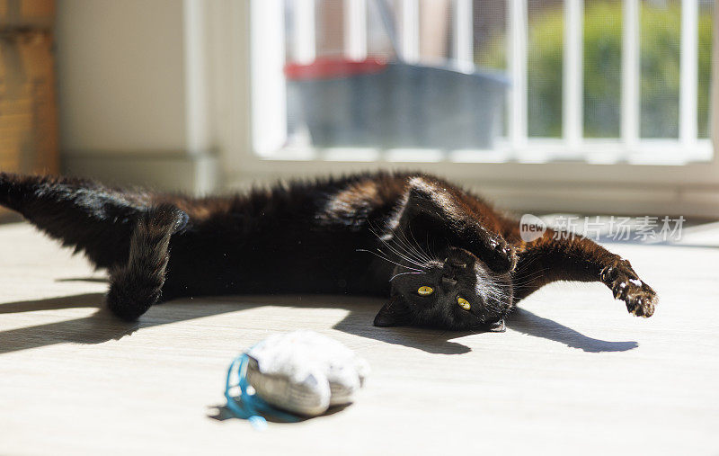 黑猫一边玩玩具，一边伸懒腰滚在背上，在阳光下看着阳台围栏附近的摄像头。散焦玩具，专注于动物