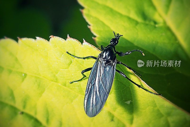 雌性山楂飞虫