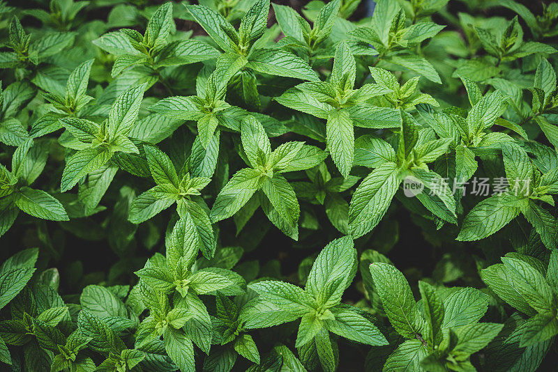 薄荷植物，薄荷，生长在春天