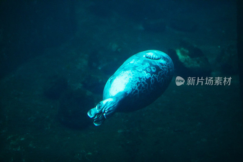 可爱的海豹在动物园水族馆游泳