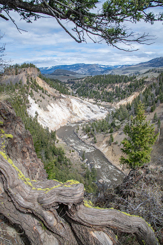 黄石河在美国西部和北美的黄石生态系统中向北流动，形成了一个深深的峡谷