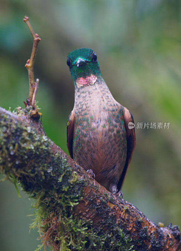 小鹿胸明亮的蜂鸟