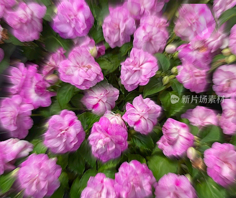 凤仙花属植物