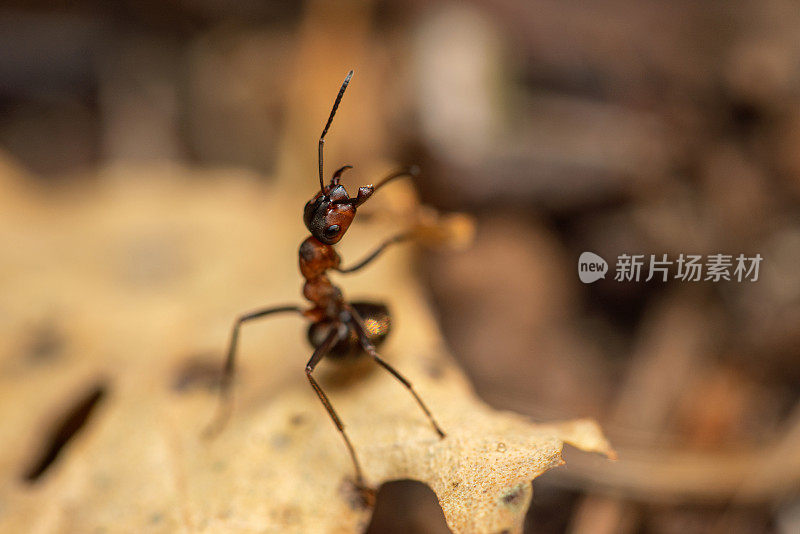 木蚁对枯叶在树林中极近距离的拍摄