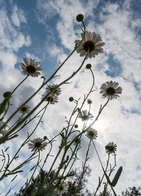 大自然的光芒织锦:田野里的雏菊拥抱阳光灿烂的天空
