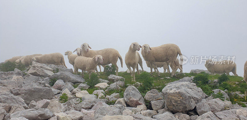斯洛文尼亚的朱利安阿尔卑斯山脉，Krn山下的羊群