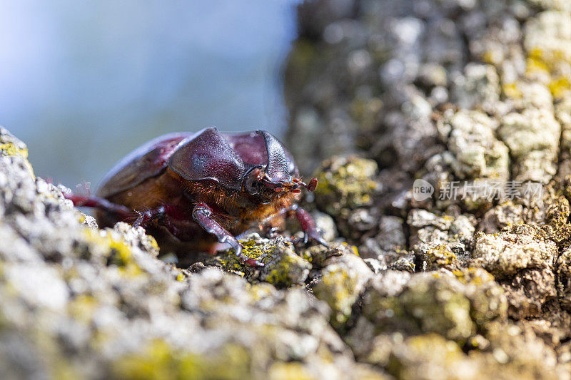 叶根虫-加泰隆尼亚森林生活，雄性甲虫