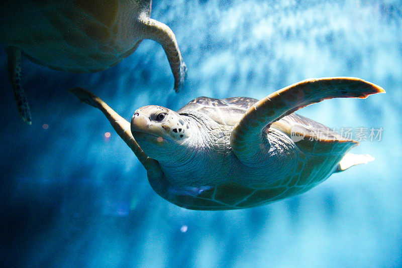 海龟在水族箱里游泳