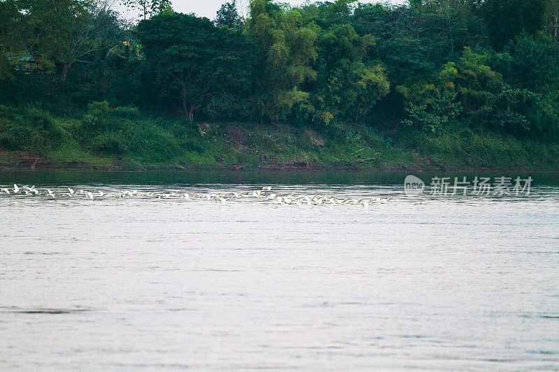 在湄公河上飞行的泰国鹤