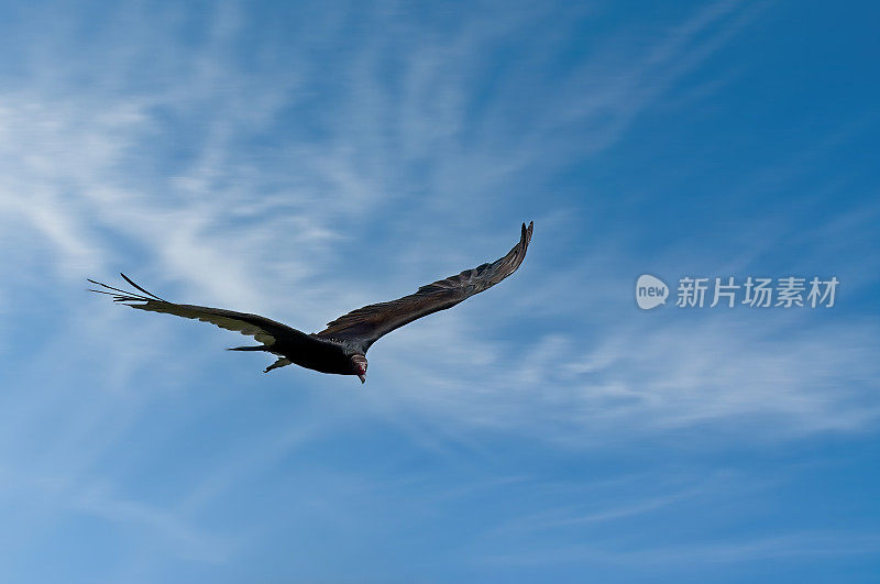 正午飞行中的土耳其秃鹫