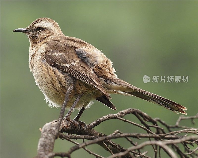 一只智利反舌鸟在一根枯枝上看起来很警觉