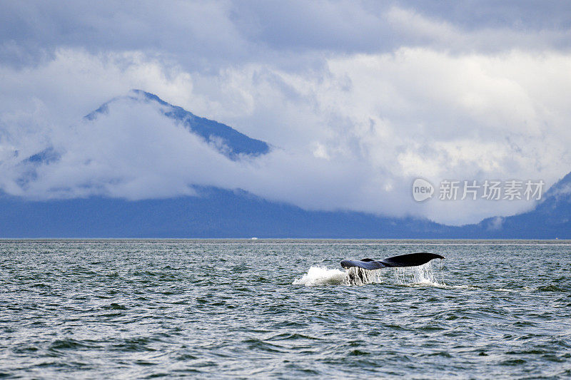 阿拉斯加湾的座头鲸