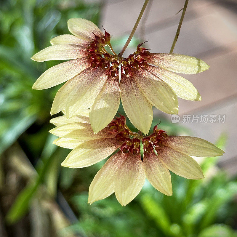 球叶菊花链兰花