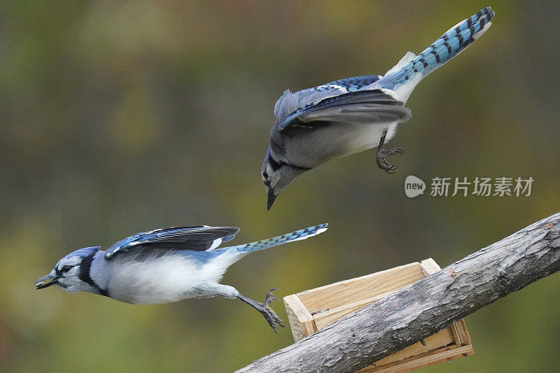 阴天的秋天，蓝鸦在树枝上的喂鸟器上争食