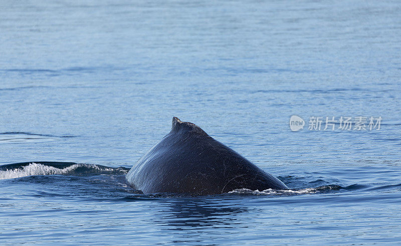 加拿大不列颠哥伦比亚省约翰斯通海峡，新英角巨翅目座头鲸的背鳍