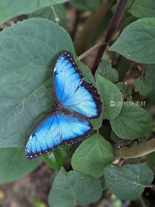 绿叶上常见的蓝色大闪蝶