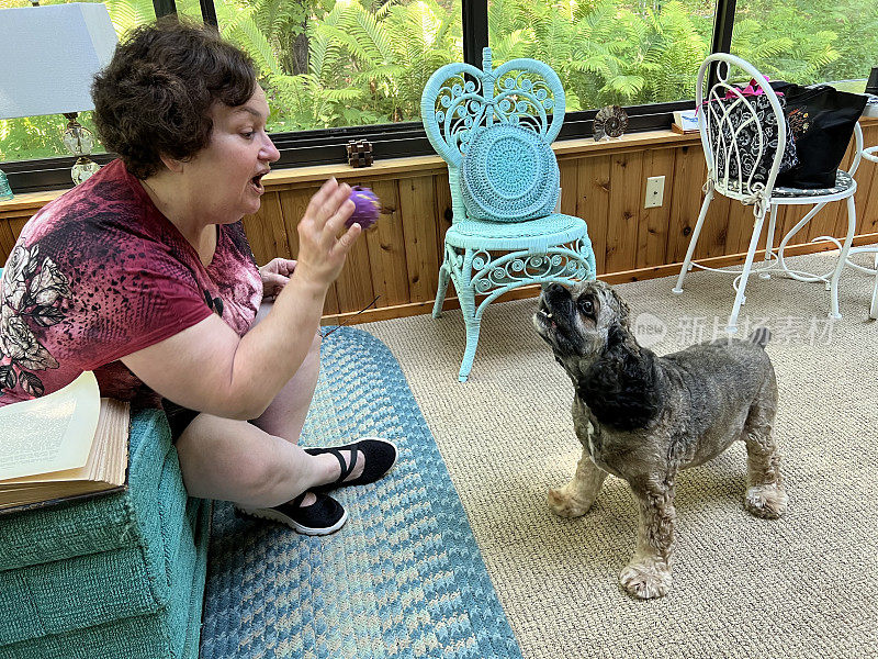 年轻的老年妇女在室内与宠物可卡犬玩耍