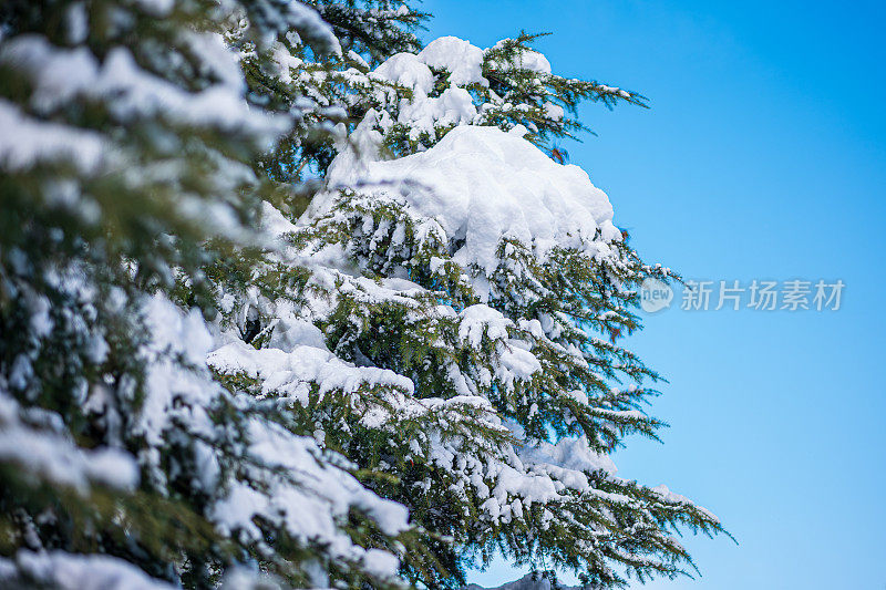 纯白色的背景上，杉树树枝上覆盖着厚厚的积雪