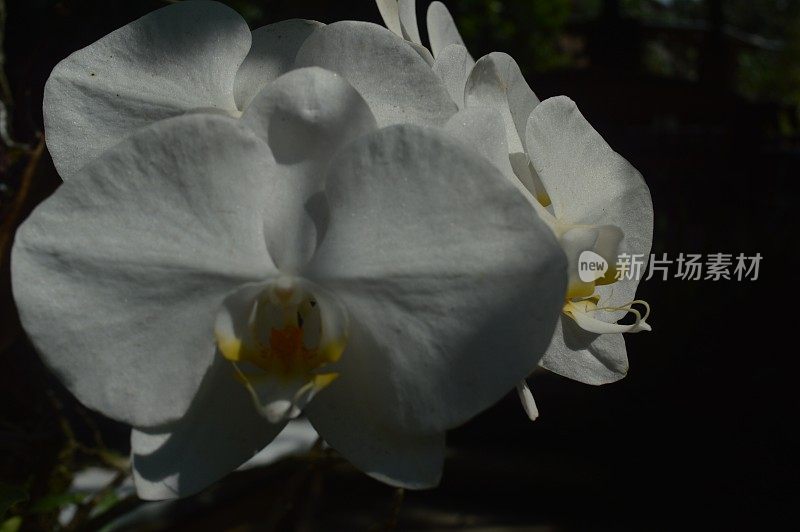 选择性重点，白月兰花或puspa魅力与学名蝴蝶兰，印尼国花之一。