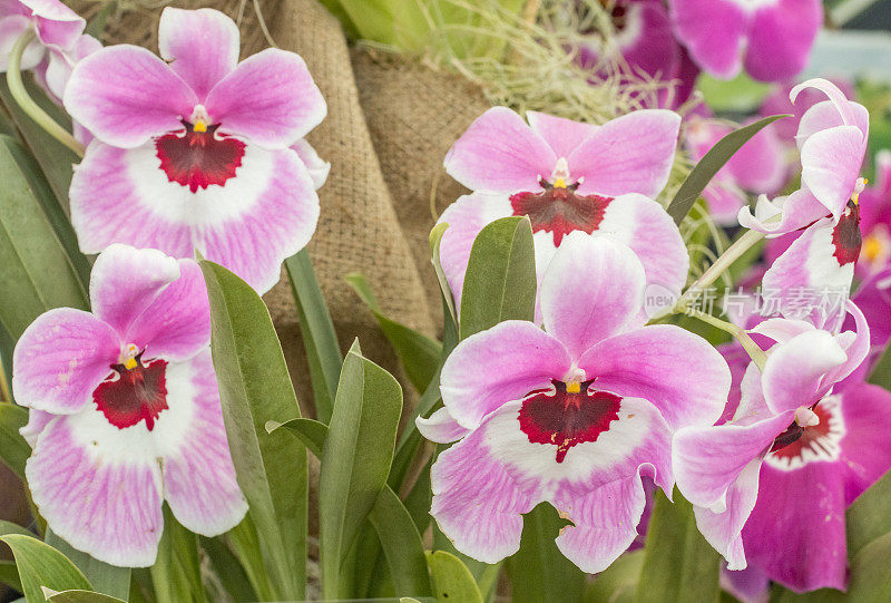 英国伦敦的Miltoniopsis“三色兰花”