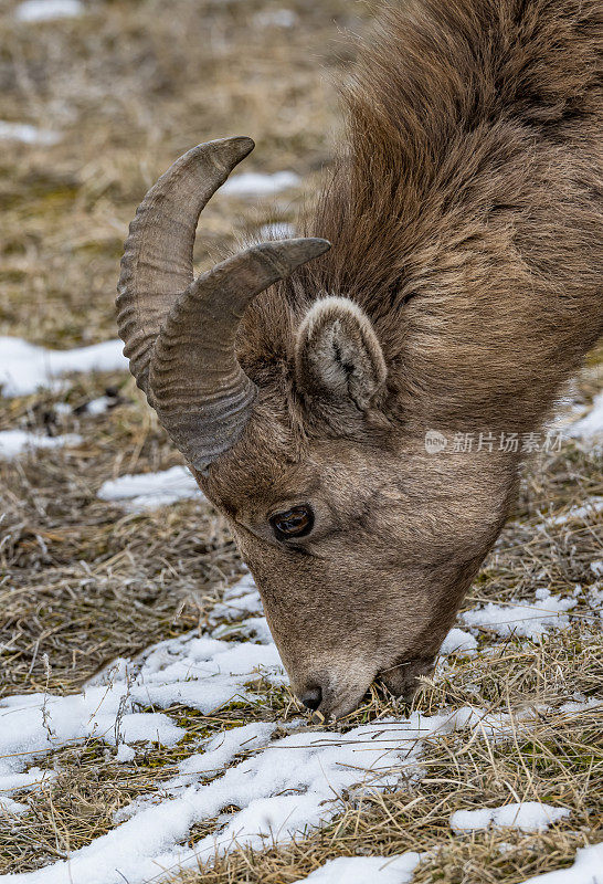 落基山大角羊，加拿大羊，是一种原产于北美的羊。黄石国家公园，怀俄明州。冬天。