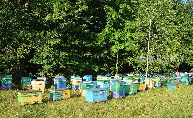 养蜂:一个大型的养蜂场，在森林空地上有五颜六色的木制蜂箱。把蜜蜂安置到森林里采集椴树的蜂蜜。