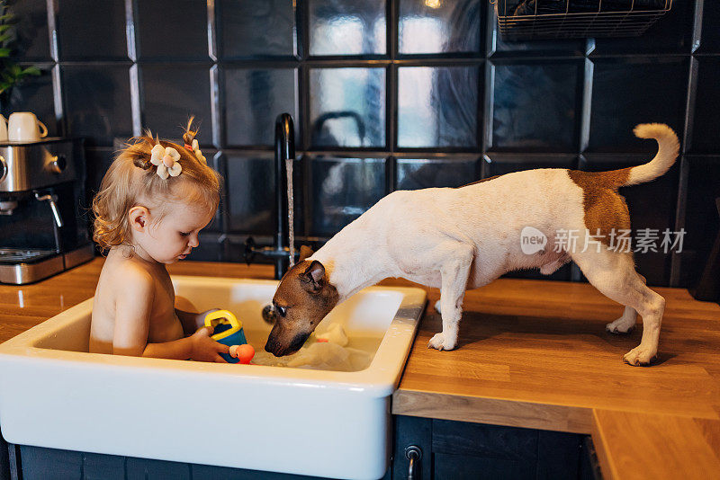一个可爱的小女孩在水池里和一只驯服的杰克罗素梗狗玩耍