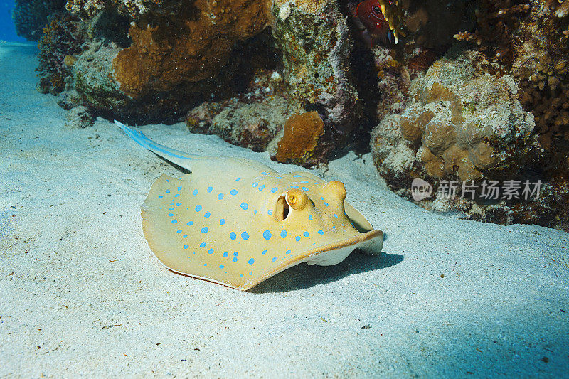 蓝点黄貂鱼水下海洋生物珊瑚礁水下照片水肺潜水员的观点