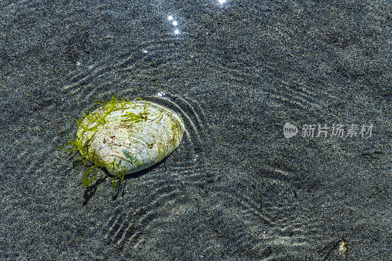 在加拿大不列颠哥伦比亚省的海滩上发现了一只贝壳