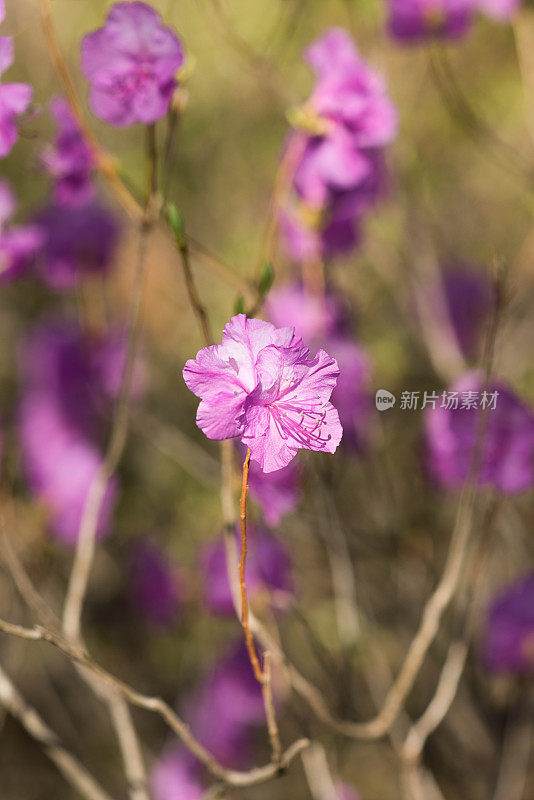 杜鹃花