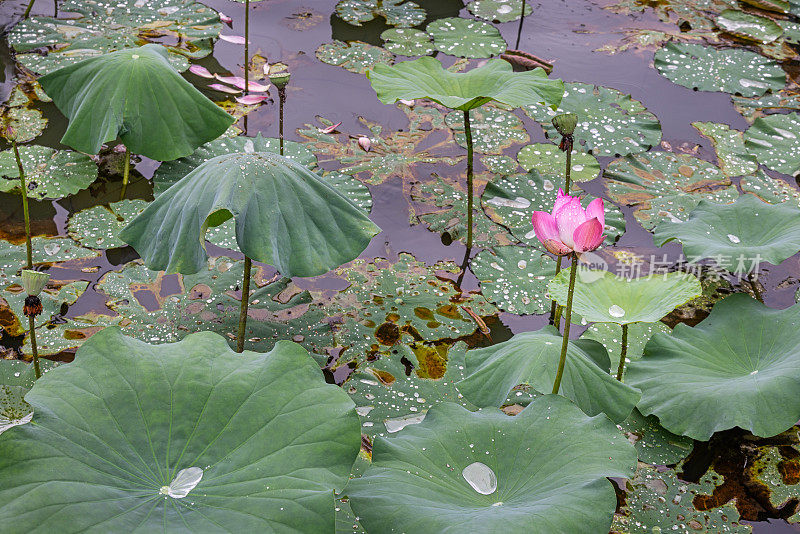 荷花站在池塘里