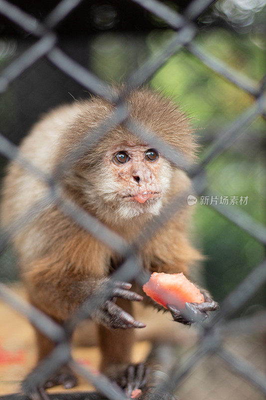 金发小灵长类动物被关在动物园笼子里，可爱的猴子在吃木瓜。绒猴猴。生态公园动物保护。