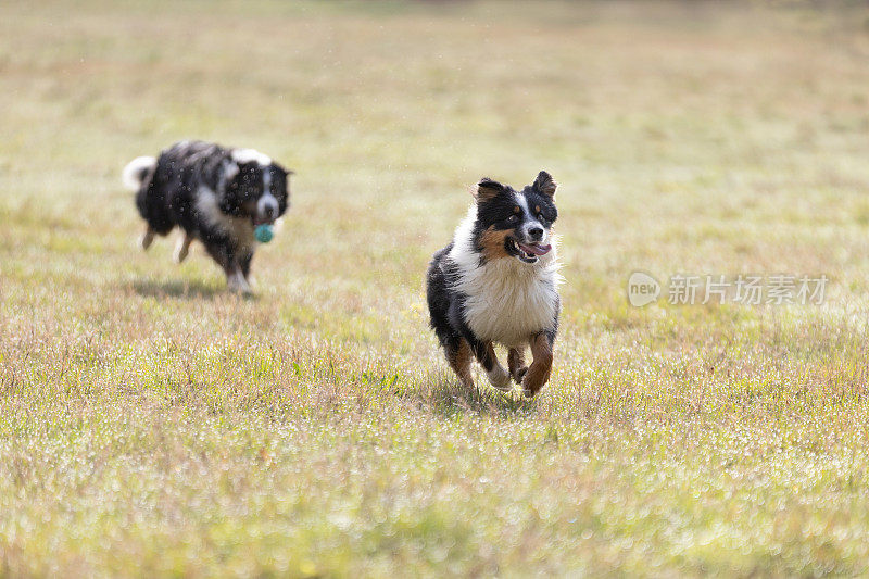 阳光明媚的日子里，两只澳大利亚牧羊犬在草地上跑球