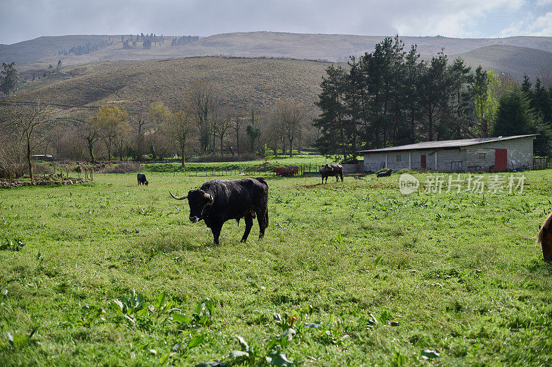 牲畜(牛、牛、马、公牛……)在坎塔布里亚的绿色田野上吃草。西班牙