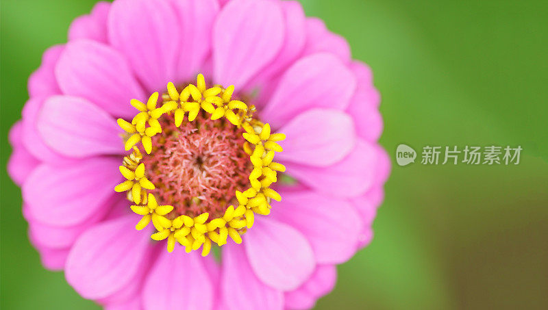 Zinnia线虫花