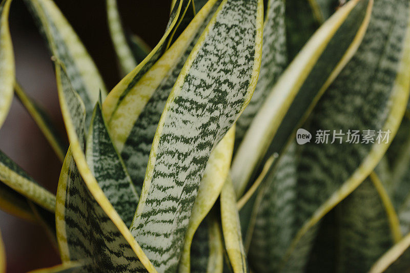 在黑暗的自然背景下的蛇或母舌植物和芦荟多肉植物的热带斑纹叶图案