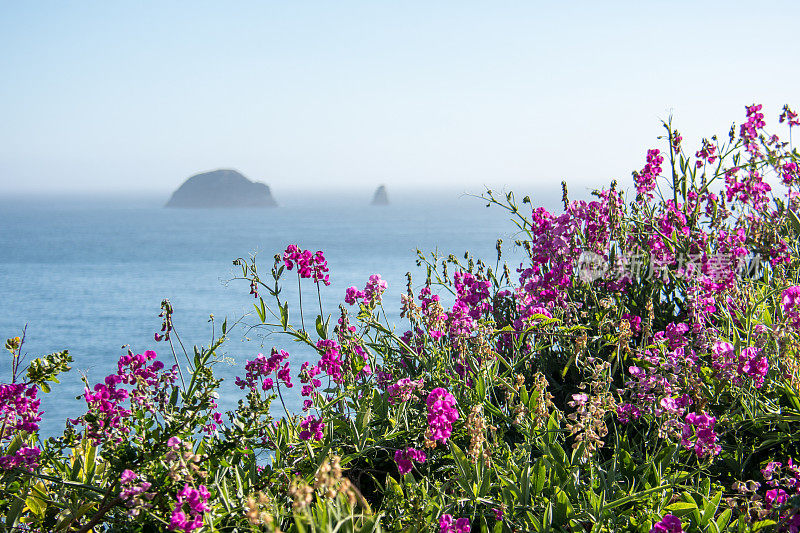在美国101号高速公路上，紫粉色的野花沿着太平洋上的俄勒冈州海岸线生长。海堆在背景中
