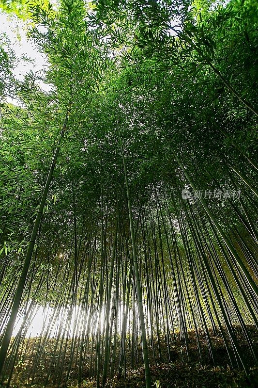 竹forest-VA104