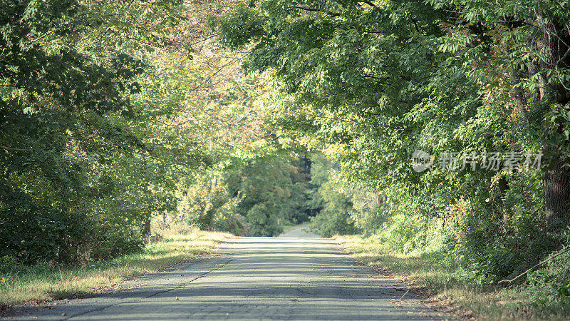 纽约乡村风景公路上的树冠