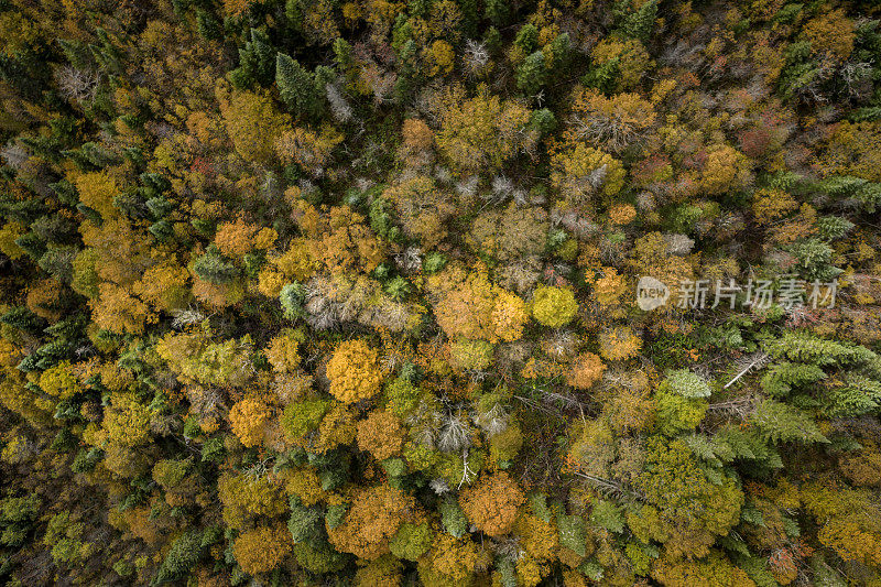 鸟瞰图的北方森林自然在秋季，魁北克，加拿大